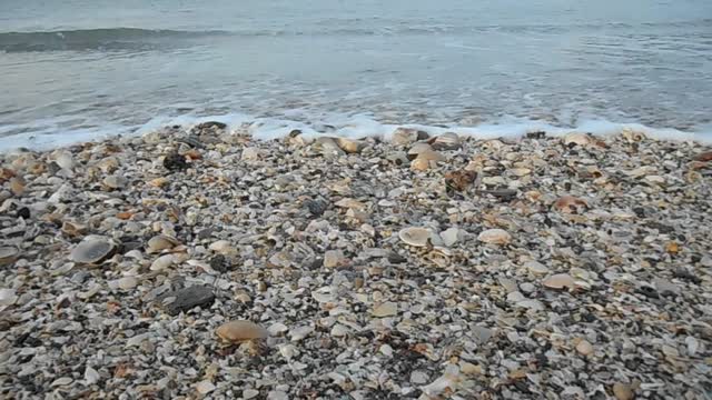 Wave the sound of the shell sea