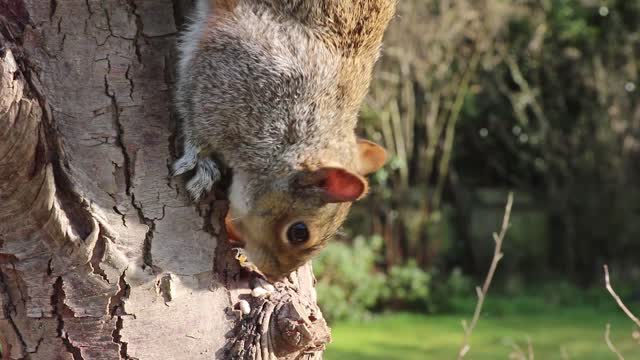 Squirrel head grey squirrel