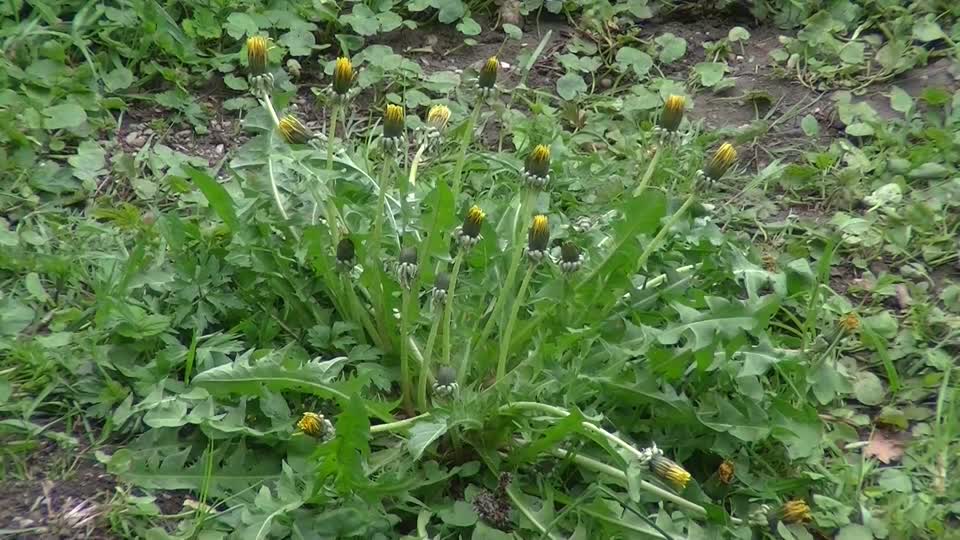 Dandelion flower yellow