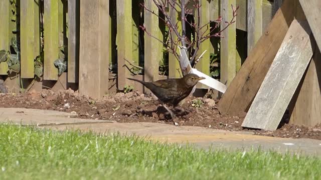 Blackbird female garden bird