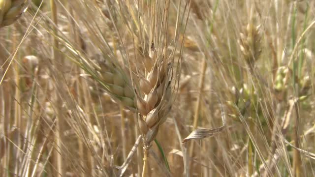 Corn summer field