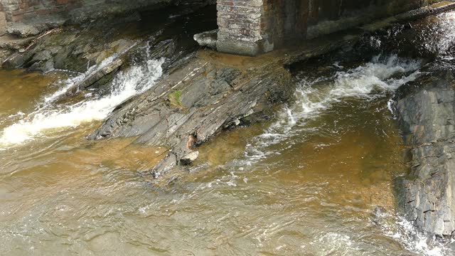 Water stream nature