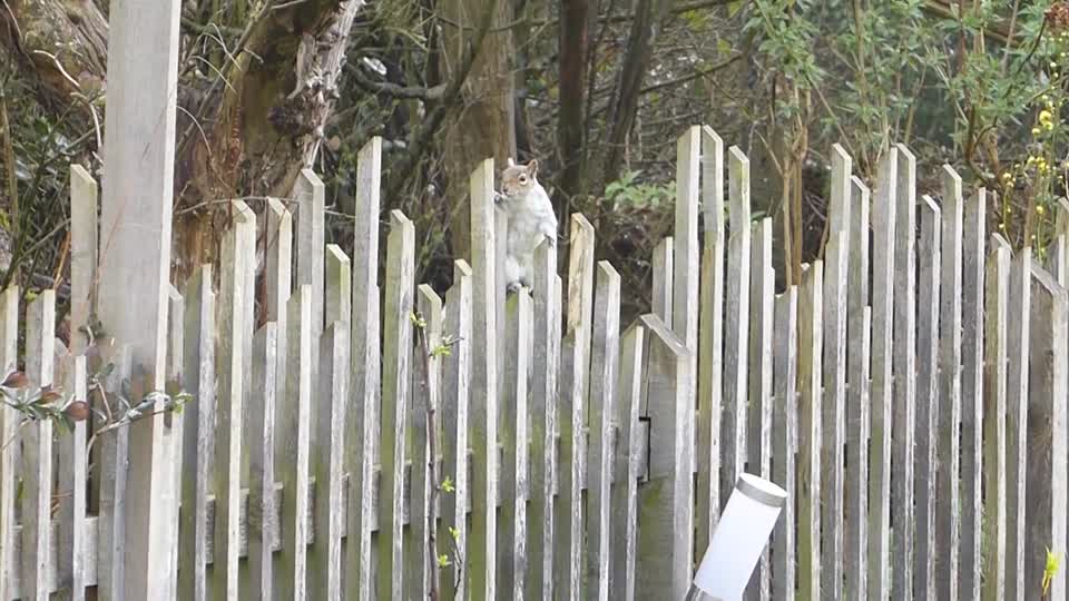 Squirrel grey squirrel running