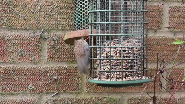Garden birds dunnock bird