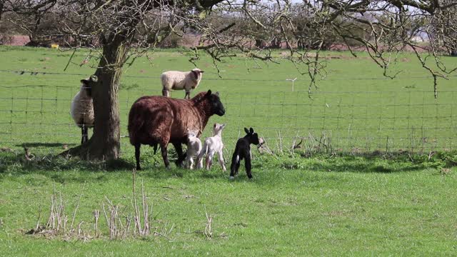 Lamb ewe sheep