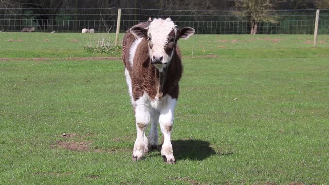 Calf livestock rural