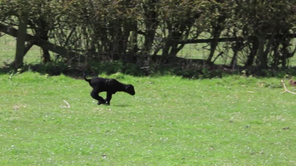 Lamb sheep black lamb
