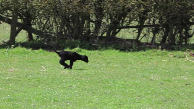 Lamb sheep black lamb
