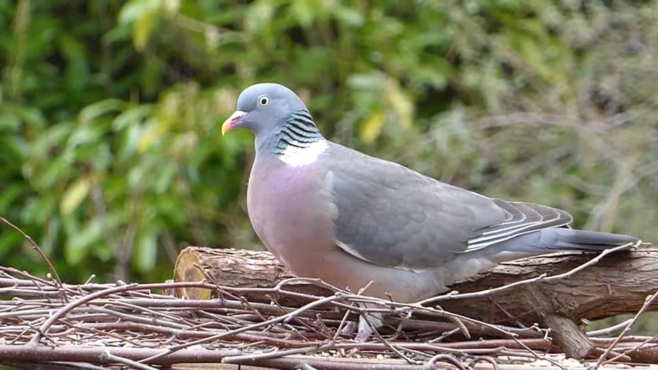Pigeon bird feeding