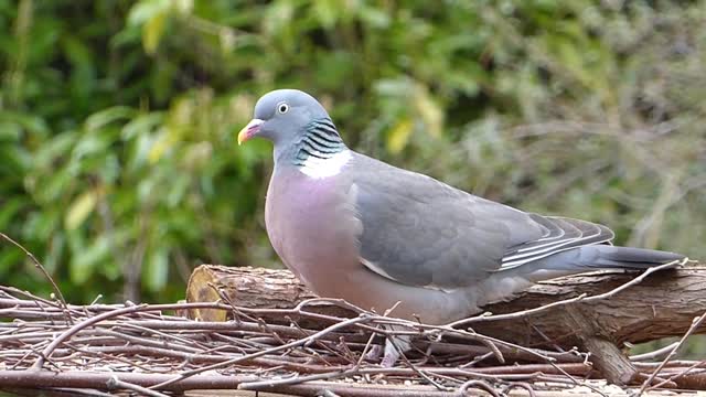 Pigeon bird feeding