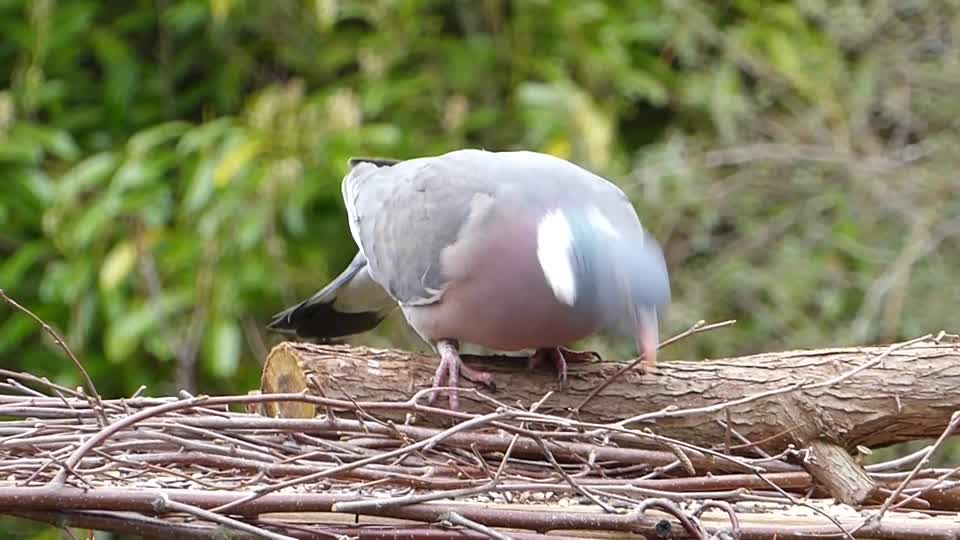 Pigeon bird feeding