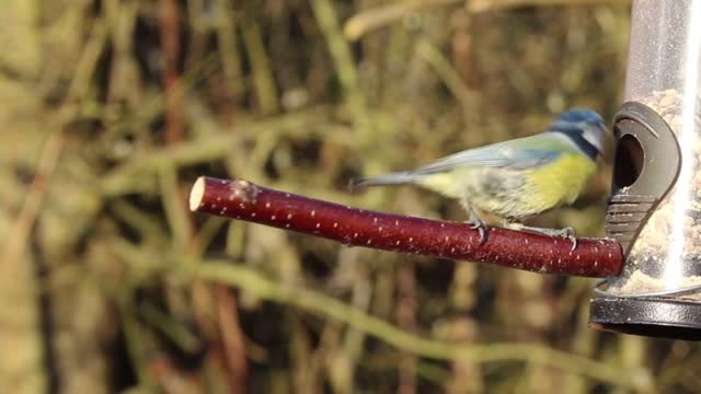 Blue tit feeder bird