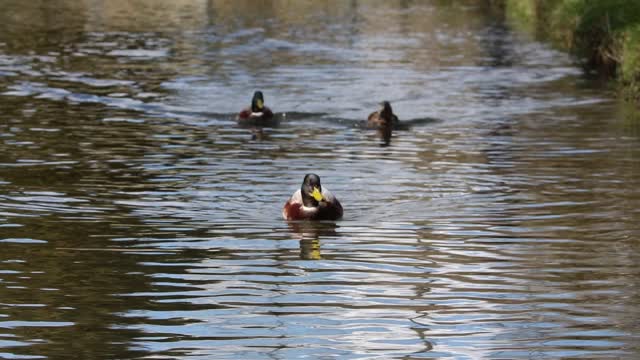 Ducks water swimming