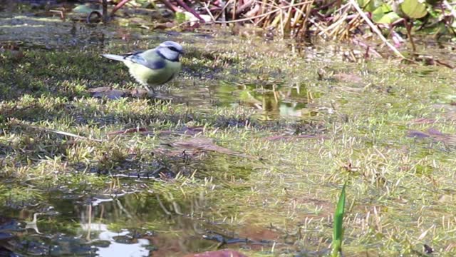 Blue tit washing pond