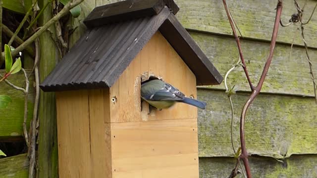 Blue tit bird house pecking