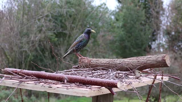 Starling feeding garden birds