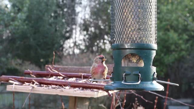 Linnet feeder garden bird