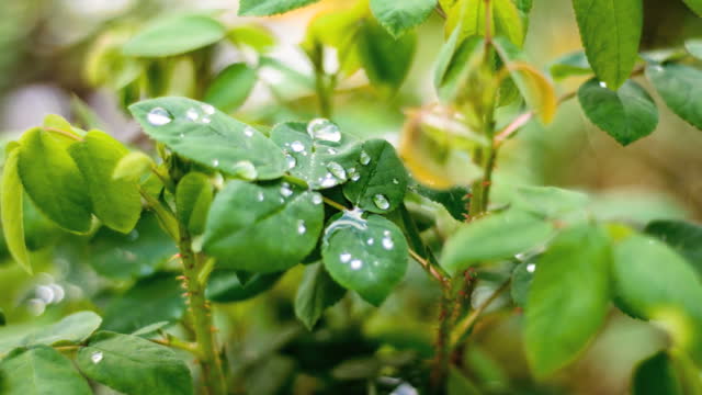 Leaf water green