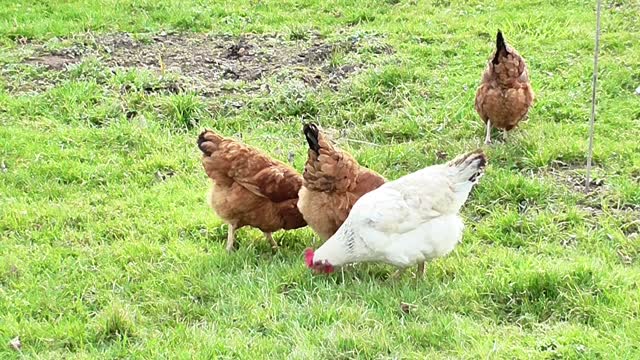 Chickens housewife poultry
