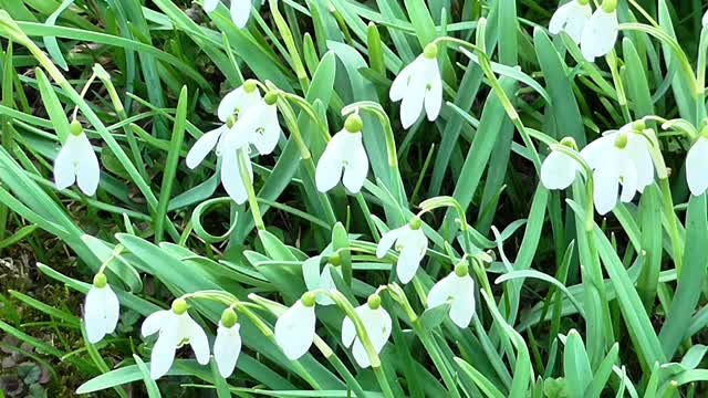 Snowdrops flowers spring