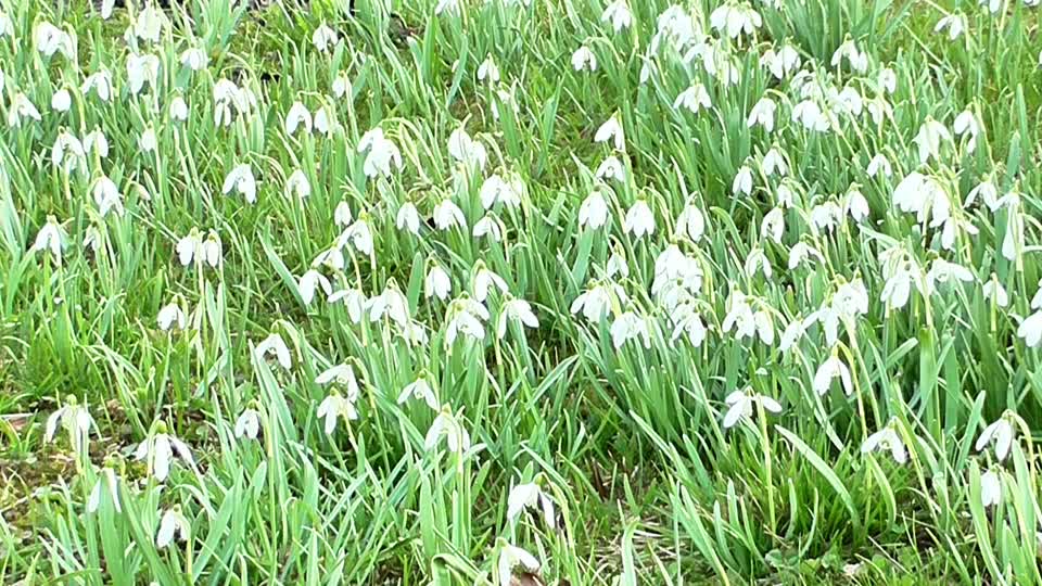 Snowdrops flowers spring