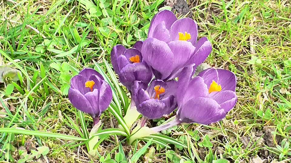 Crocuses flowers spring