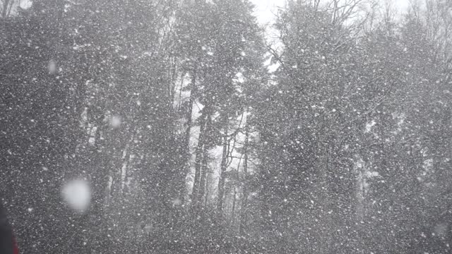 Snow snowfall forest