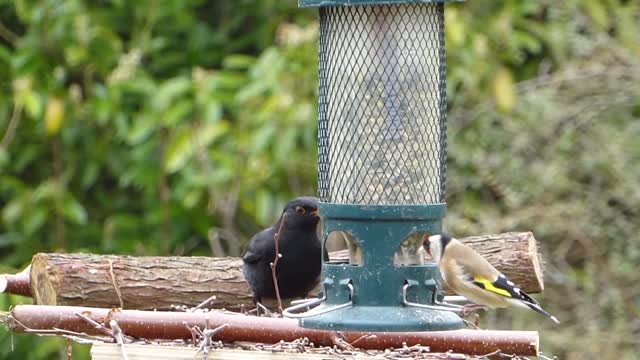 Blackbird goldfinch songbirds