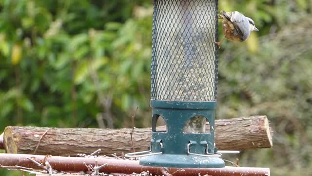 Nuthatch garden bird feeder