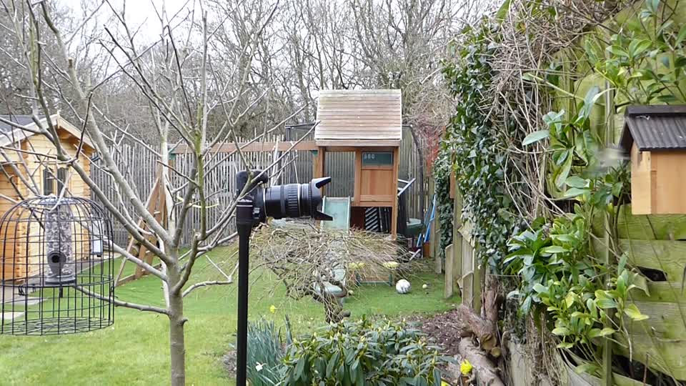 Bird watching blue tit nesting