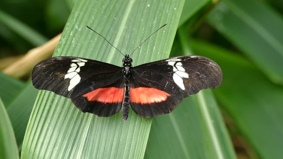 Butterflies insect butterfly