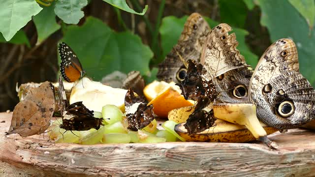 Butterflies butterfly insects