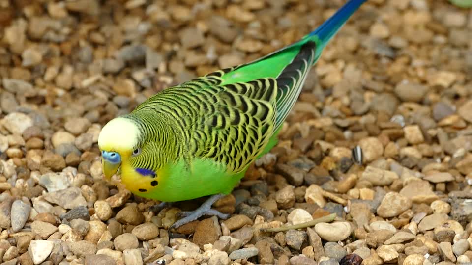 Budgerigar bird parrot