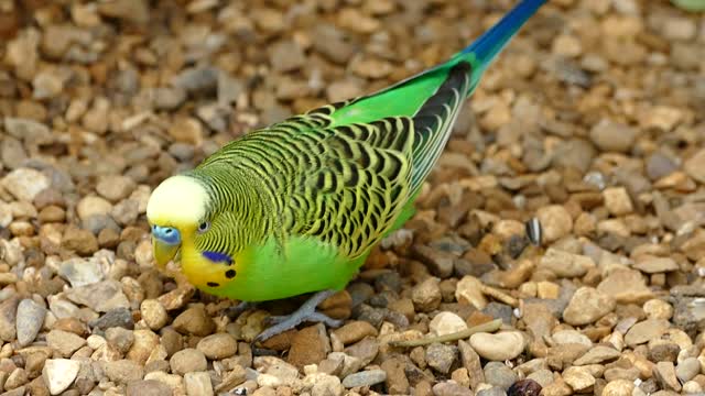 Budgerigar bird parrot
