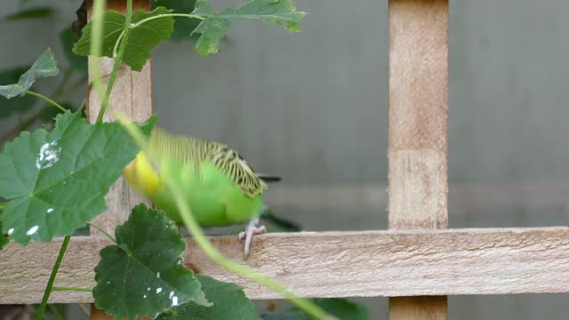 Budgerigar bird parrot