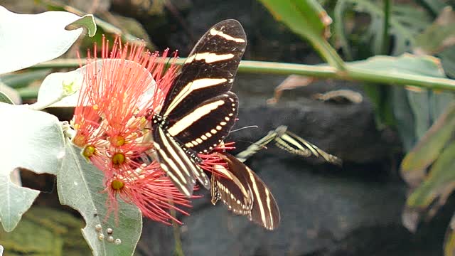 Butterflies insects butterfly