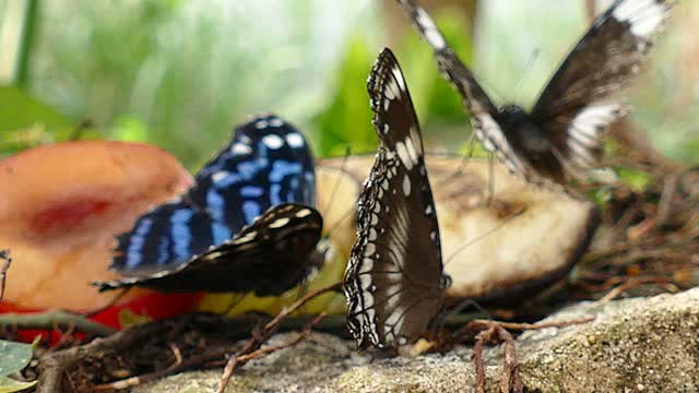 Butterflies insects butterfly