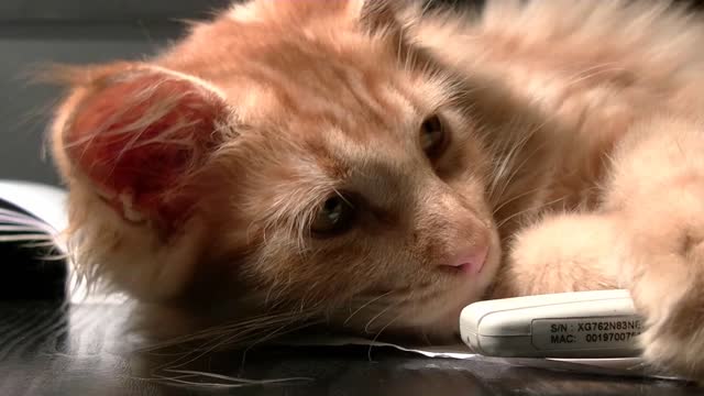 Cat sleeping rest
