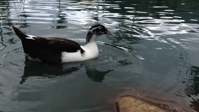 Ancona duck duck animal