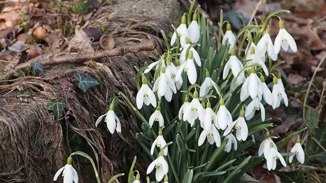 Snowdrops wind nature