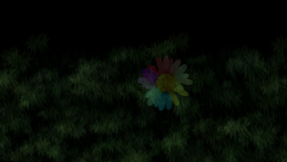 Marguerite flower blossom
