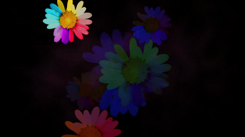 Marguerite flower blossom