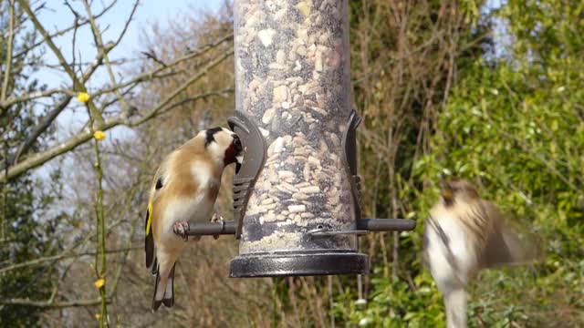 Goldfinch lesser redpoll garden birds