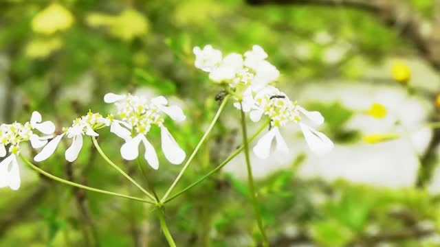 Flower river water