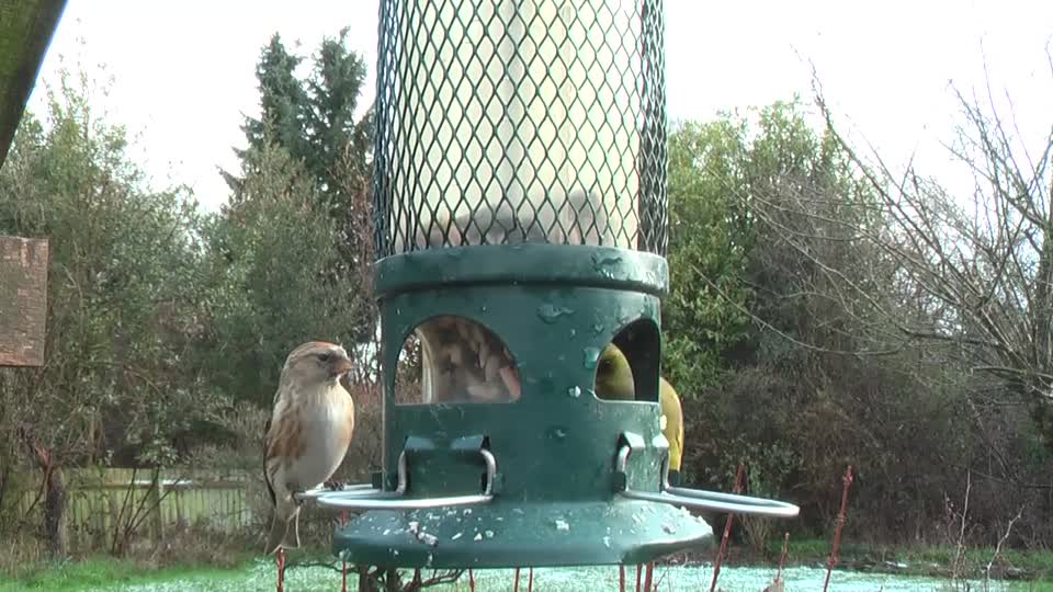 Lesser redpoll greenfinch fighting