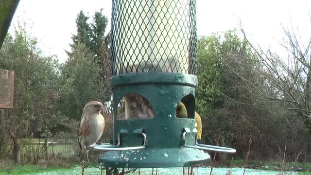 Lesser redpoll greenfinch fighting