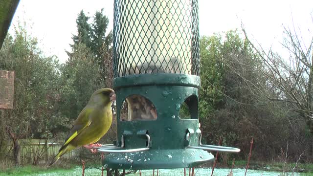 Greenfinch lesser redpoll garden birds