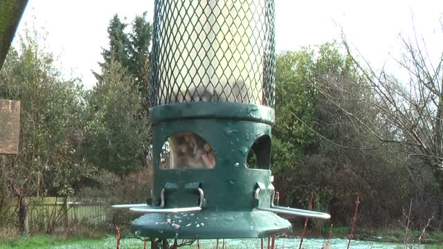 Nuthatch garden bird feeder