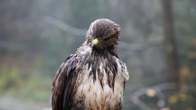 Birds falcon fauna