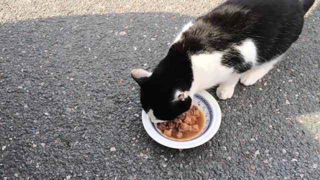 Cat stray feline